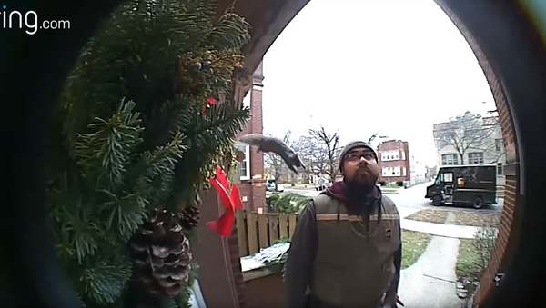 Windy City Welcome? Chicago Squirrel Gets Up Close & Personal With UPS Man - Sputnik International