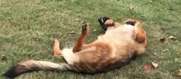 Dog Dog - Sputnik International