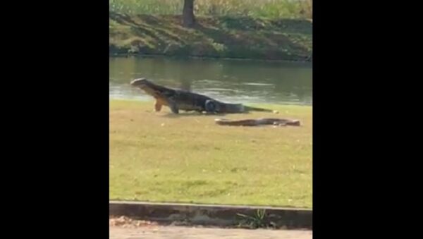 Lizard - Sputnik International