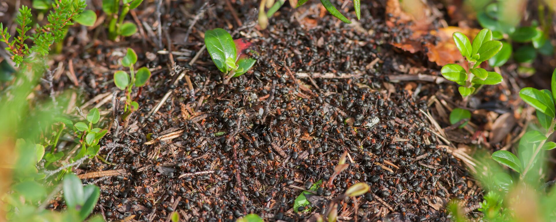 Ants in Vodlosersk Nature Park - Sputnik International, 1920, 05.11.2019