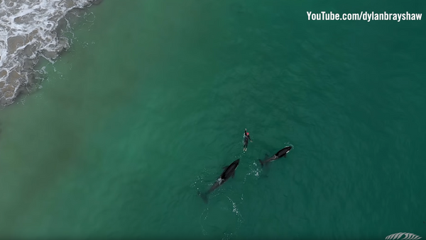 Friend or Food? Drone Captures New Zealand Swimmer’s Killer Whale Encounter - Sputnik International