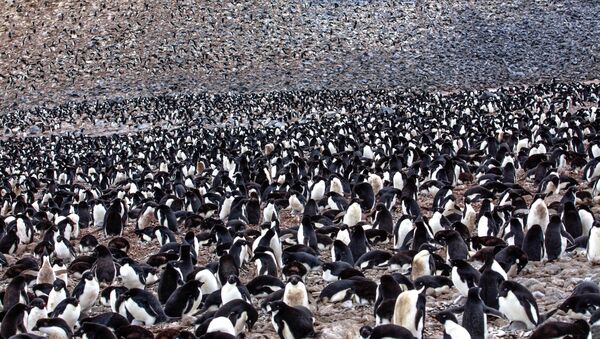 on Paulet Island...more Adelie Penguins (Pygoscelis adeliae) with young chicks..in and around the remains of the rock shelter where 23 shipwrecked men spenta desparate winter of 1903... - Sputnik International