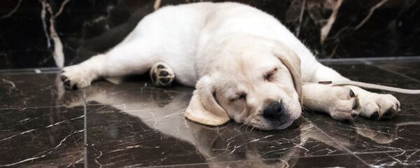 American Kennel Club headquarter in New York. New dog owners can expect to shell out $1,200 to $2,000 in the first year, and as much as $14,500 over their pup’s lifetime, according to the American Society for the Prevention of Cruelty to Animals. - Sputnik International