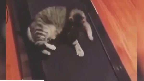 Cat Tries to Sit on Treadmill - Sputnik International