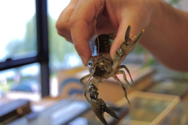 Rusty crayfish flexing its major chelae in the lab at Carthage College, in Kenosha, WI - Sputnik International