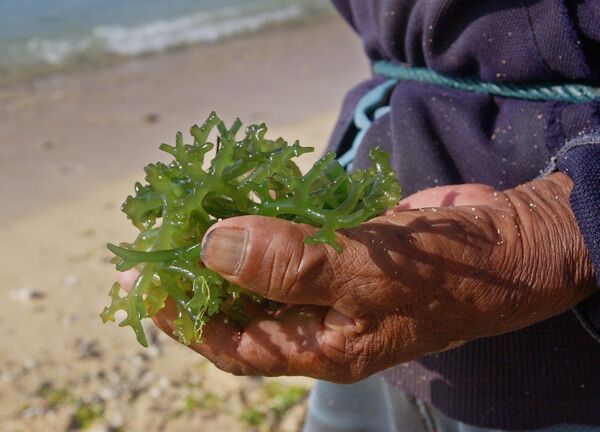 Wayan Surde, 75, holds the intertidal variety of seaweed called Codium, off the shores of the Indian Ocean, in Nusa Dua, Bali - Sputnik International
