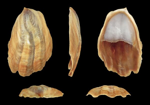 Onyx Slipper Snail; Length 3.2 cm; Originating from Pacific coast of Mexico; Shell of own collection, therefore not geocoded - Sputnik International