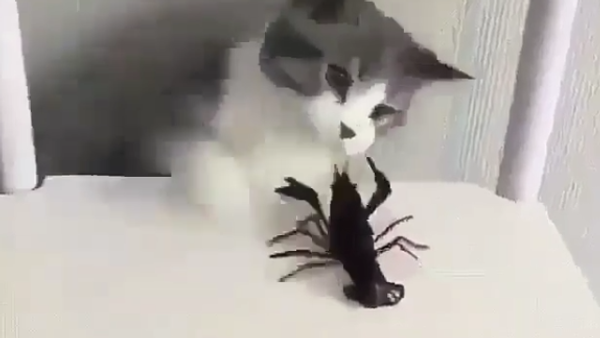 Cat VS Crayfish - Sputnik International