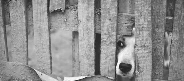 Dog Dog - Sputnik International