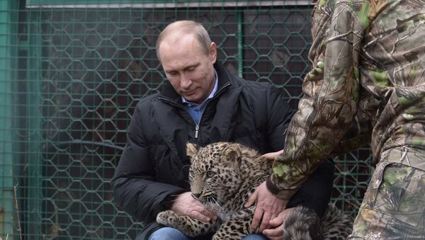 Vladimir Putin is petting a leopard - Sputnik International