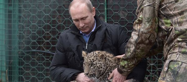 Vladimir Putin is petting a leopard Vladimir Putin is petting a leopard - Sputnik International