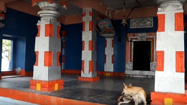 Dog sits inside Naradagadde Hindu temple in Karnataka - Sputnik International