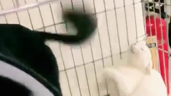 Cat Slapped by Tail - Sputnik International