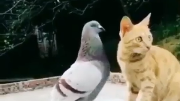 Pigeon and Cat - Sputnik International
