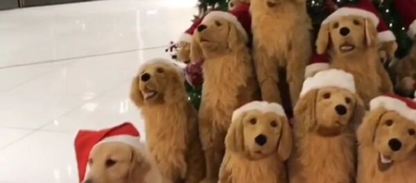 Dogs Dogs - Sputnik International