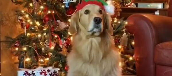 Santa Letter From Retriever Santa Letter From Retriever - Sputnik International