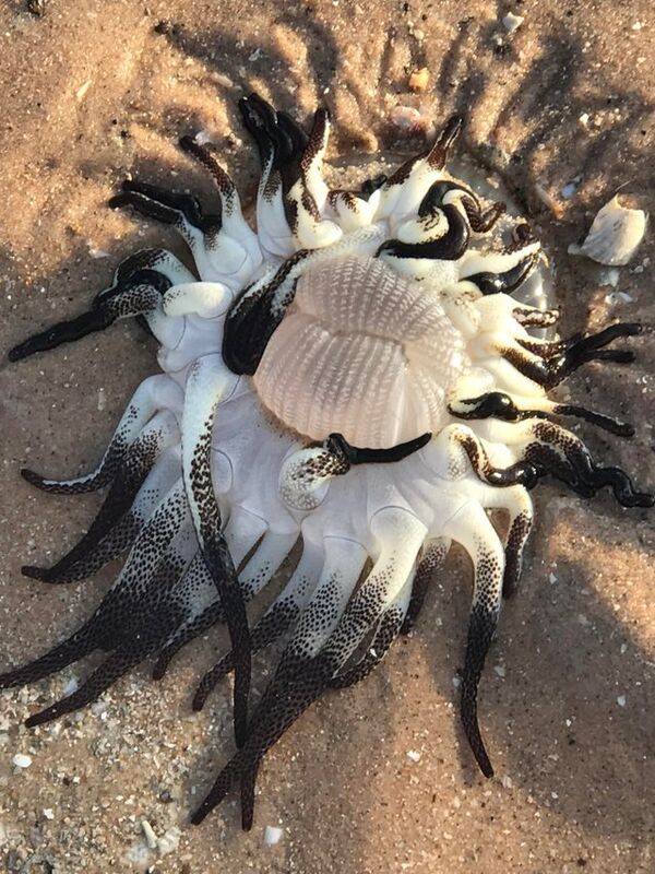 Creature Found on Australian Coast, posted on Reddit Creature Found on Australian Coast, posted on Reddit - Sputnik International