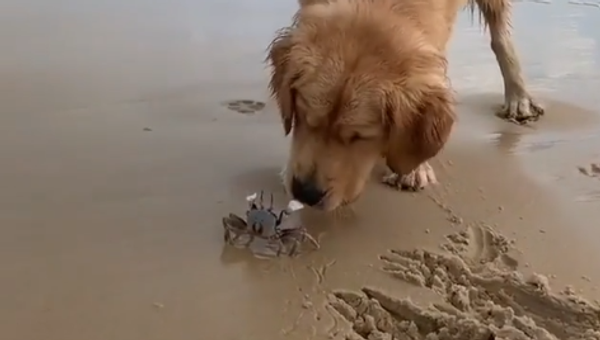 Golden Retriever and Crab - Sputnik International