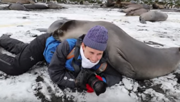 Surprise Snuggle: Elephant Seals Greet Wildlife Photographer - Sputnik International
