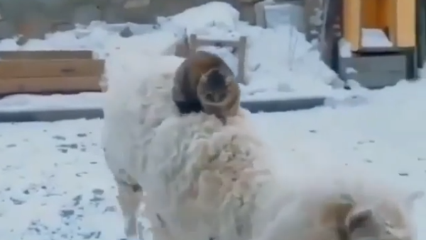 Cat Riding Sheep - Sputnik International