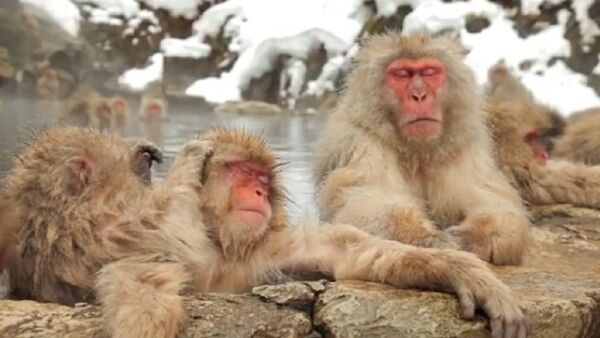 Chilling Monkeys - Sputnik International