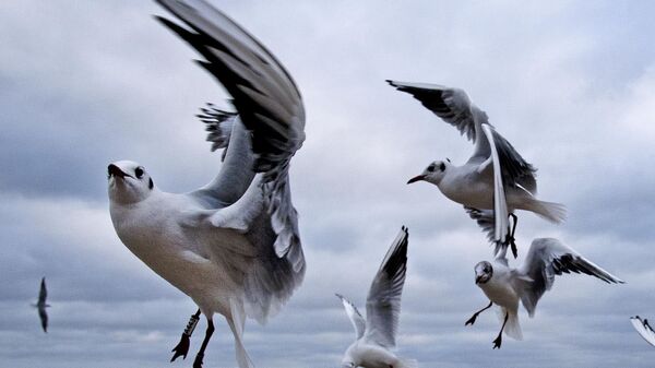 Чайки у берега Балтийского моря в Тиммендорфер-Штранд, Германия - Sputnik International