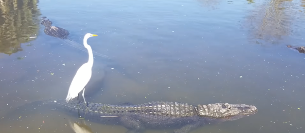 Gentle Gator Ferries Feathered Friend Across Wildlife Preserve Gentle Gator Ferries Feathered Friend Across Wildlife Preserve - Sputnik International