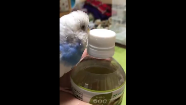 Parrot Opening a Bottle of Water - Sputnik International