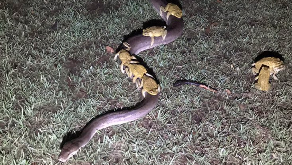 Rideshare Serpent? Australian Cane Toads Keep Afloat on Python’s Back - Sputnik International