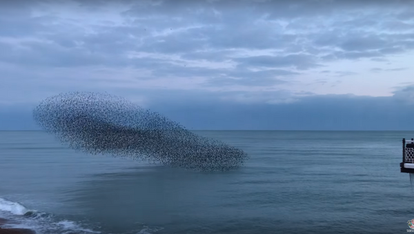 Thousands of Starlings Come Home to Roost in Brighton Murmuration - Sputnik International