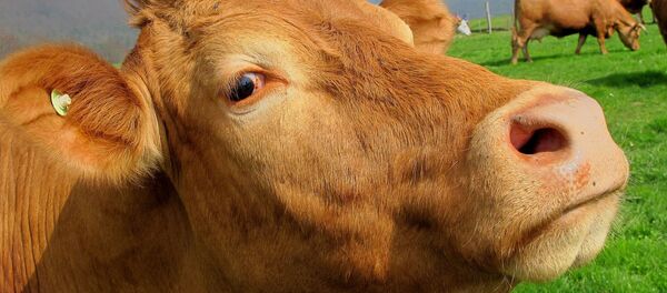 Cow Cow - Sputnik International