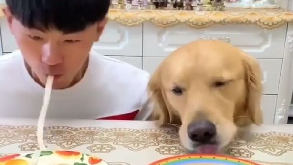 Dog eats pasta - Sputnik International