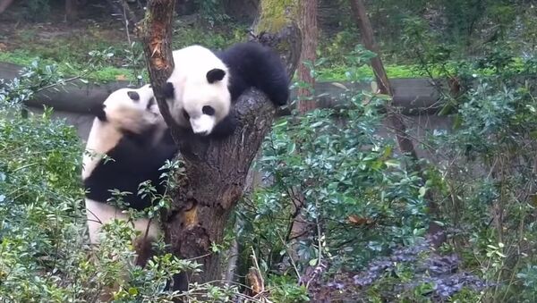 Two Pandas Fight For a Tree - Sputnik International