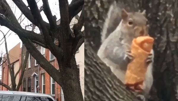 #EggRollSquirrel: New York Rodent’s Diet Fail Is All of Us in 2019 - Sputnik International