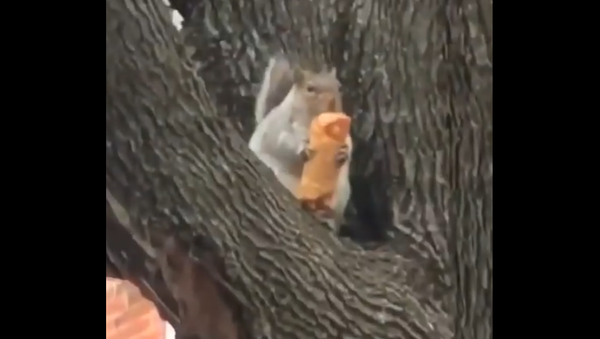 Squirrel eats eggroll - Sputnik International