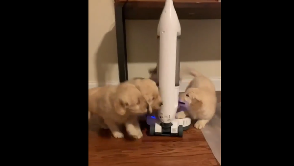 Golden retriever puppies play with a vacuum cleaner. - Sputnik International
