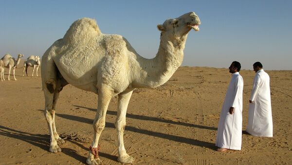 Camel in Saudi Arabia - Sputnik International