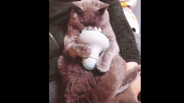 Cat with a masseur - Sputnik International