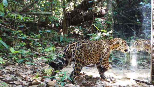‘Who’s That Cat?’ Mirror Frightens, Delights Rainforest Wildlife - Sputnik International