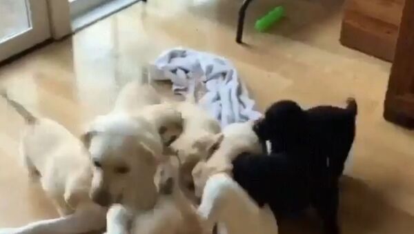 Catch Me if You Can: Golden Retriever Mom Plays With Puppies - Sputnik International