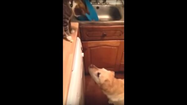 Cat decides to feed the family dog some popcorn - Sputnik International