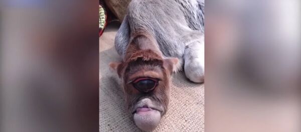 One-eyed calf born and worshipped in India - Sputnik International