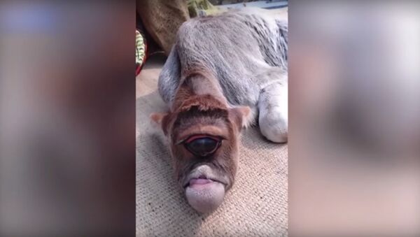 One-eyed calf born and worshipped in India - Sputnik International