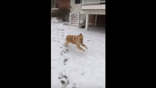 Golden Retriever loves snow, refuses to come back inside - Sputnik International