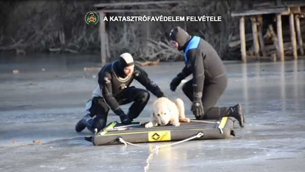 Hungarian Firefighters Save Canine Stranded on Frozen Lake - Sputnik International