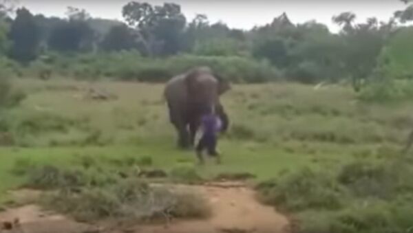 Elephant attack man-Sri Lanka - Sputnik International