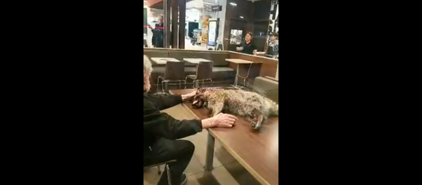 McDonald's customer brings in dead raccoon into dining area McDonald's customer brings in dead raccoon into dining area - Sputnik International