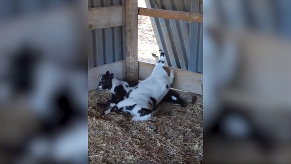 Excited Goats Get Tripped Up, ‘Faint’ Before Feeding Time - Sputnik International