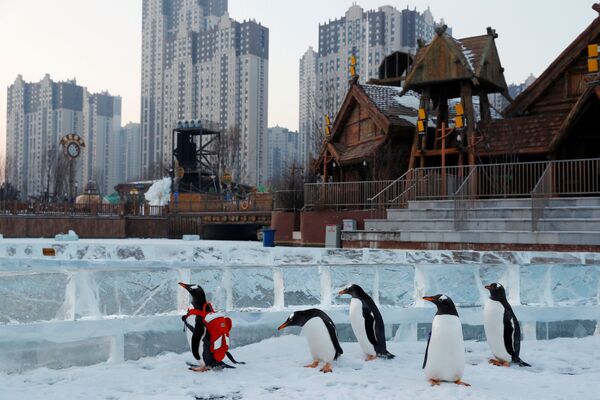 A gentoo penguin is seen during a promotional event during an annual ice festival in the northern city of Harbin, Heilongjiang province, China January 6, 2019. - Sputnik International