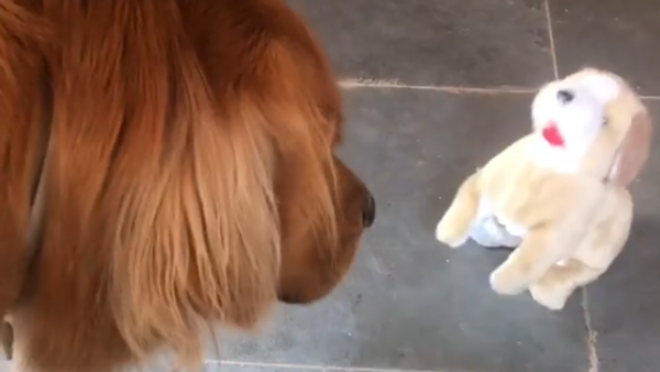 Real Dog Meets Fake Dog - Sputnik International